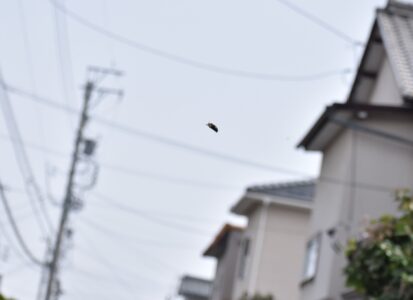 道路の上空でホバリング