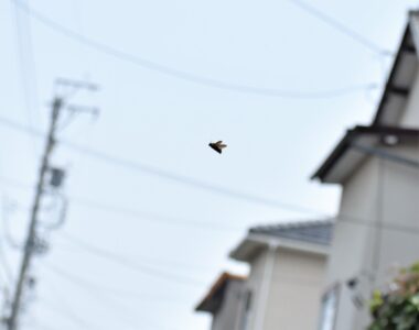 道路の上空でホバリング