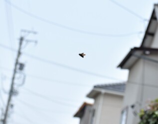 道路の上空でホバリング