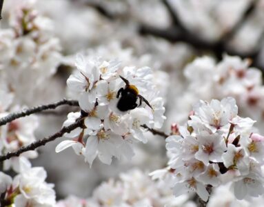 サクラの蜜を吸う