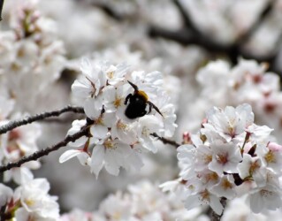 サクラの蜜を吸う