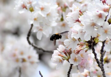 サクラの蜜を吸う