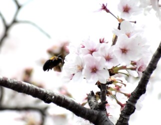 サクラの蜜を吸う