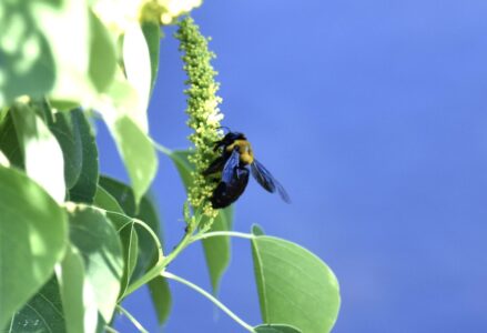 ナンキンハゼの蜜を吸う
