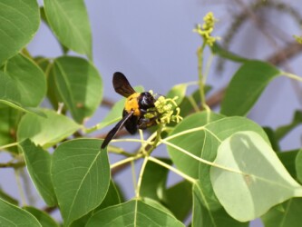 ナンキンハゼの蜜を吸う