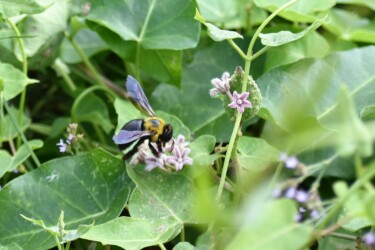 ガガイモの蜜を吸う