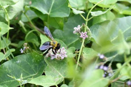ガガイモの蜜を吸う