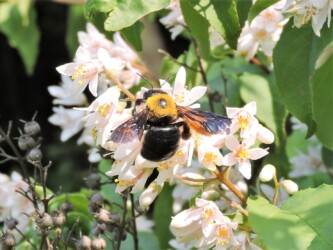 ウツギの蜜を吸う