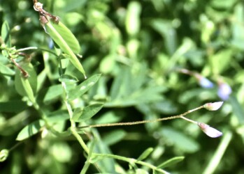 カスマグサの花と莢