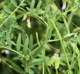 カスマグサの花と莢