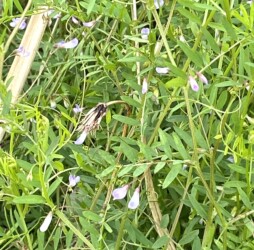 群生するカスマグサ