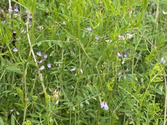 群生するカスマグサ