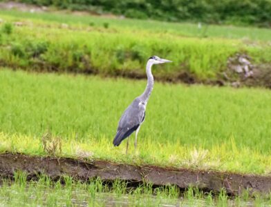 アオサギ
