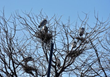 昨年のアオサギの営巣場面