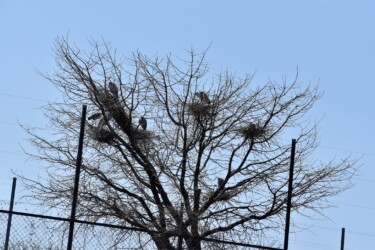 昨年のアオサギの営巣場面