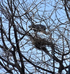 昨年のアオサギの営巣場面
