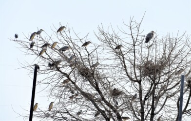 アオサギの営巣場所にゴイサギがとまる