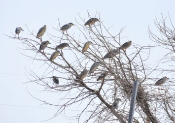 アオサギの営巣場所にゴイサギがとまる