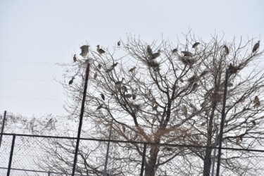 アオサギの営巣場所にゴイサギがとまる