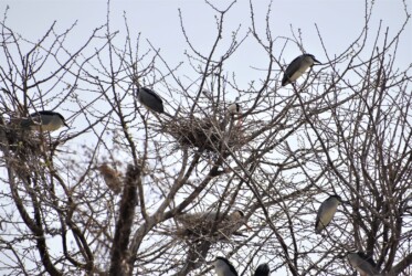 とまどいながらも巣を守るアオサギ