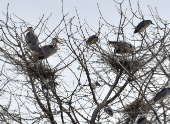 とまどいながらも巣を守るアオサギ