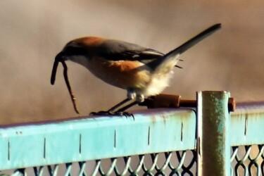 モズのエサ取り