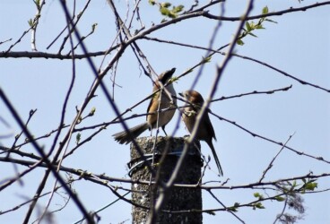 メスの前で求愛するオス