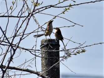 メスの前で求愛するオス