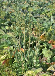 花茎を伸ばしたキャベツ