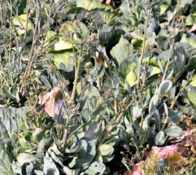 花茎を伸ばしたキャベツ