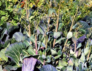 花茎を伸ばしたキャベツ