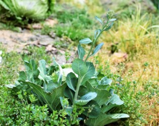 花茎を伸ばしたキャベツ