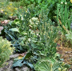 花茎を伸ばしたキャベツ