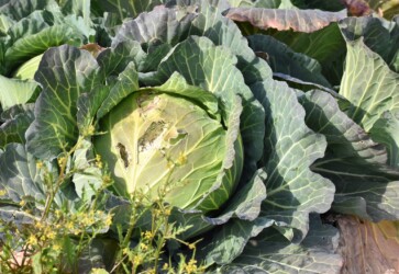 鳥に食べられたキャベツ