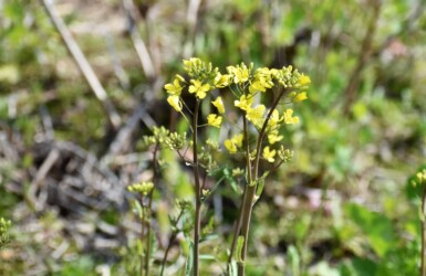 菜の花(ナタネ)