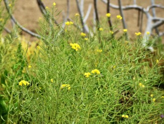 菜の花(ナタネ)