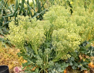 ブロッコリーの花