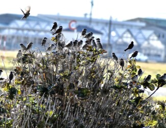 スズメの群れ