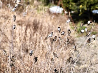 スズメの群れ