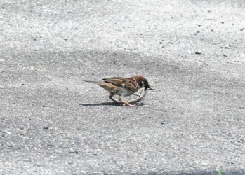 カマキリを捕まえた