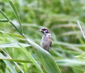 クモを捕まえた