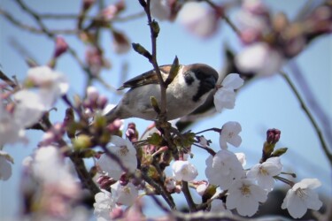 サクラの花の蜜を食べる