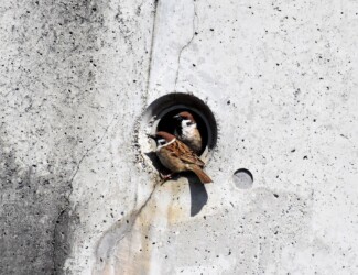 コンクリートの穴を巣にする