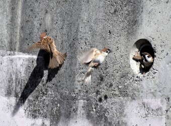 コンクリートの穴を巣にする