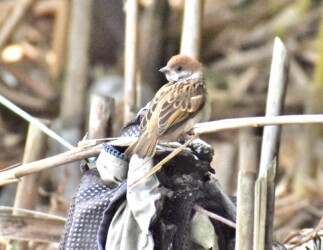 嘴が黄色い幼鳥