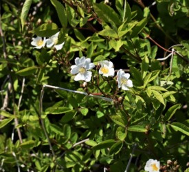 ノイバラ(バラの原型の)