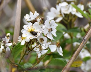 ノイバラ(バラの原型の)