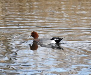 ヒドリガモのオス