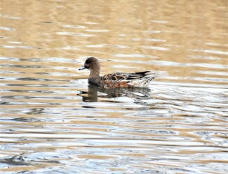 ヒドリガモのメス