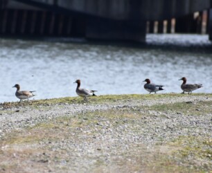 休むヒドリガモ